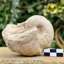 Rare cenoceras lineatus fossil