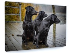 Labrador Dogs Canvas Picture Print Wall Art