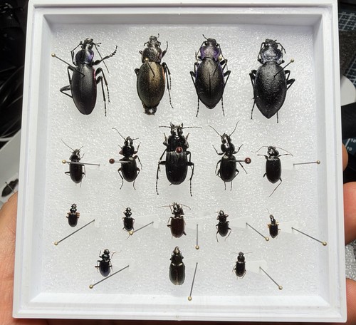 Carabidae ground beetle - ground,