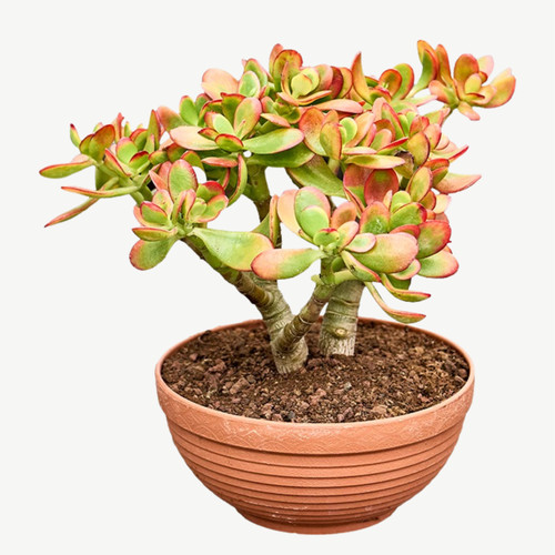 Jade money tree - jade,