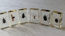 National Geographic Real Life Bugs In Resin x 6 insects #26