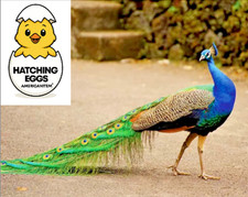 10 (TEN) FERTILE PEAFOWL
