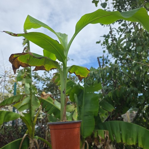 Banana plants - banana,