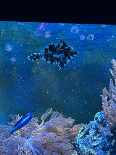 File fish marine - file,
