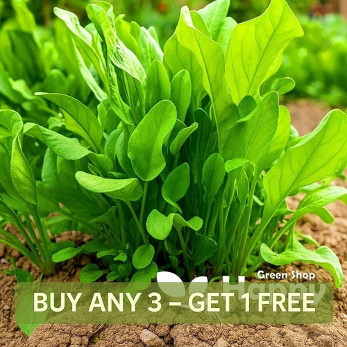 Sorrel french blonde lyon - sorrel,