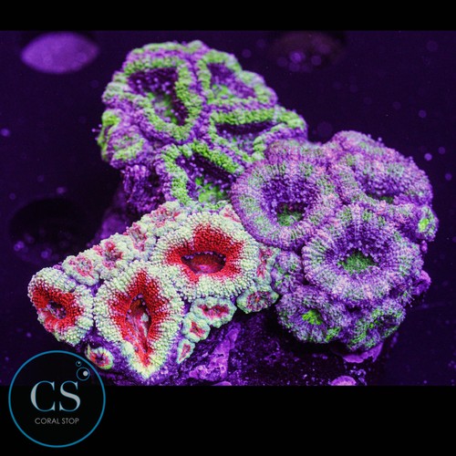 Acan garden puck - cs, wysiwyg