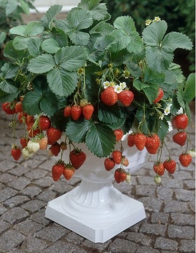 Ostara strawberry fragaria - 2,
