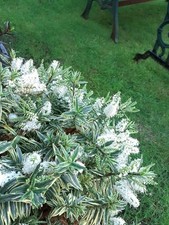 Hebe Starlight white  Outdoor