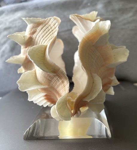 Frilled jumbo clam - clam, shell