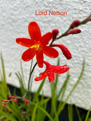 Crocosmia lord nelson 3 - lord,