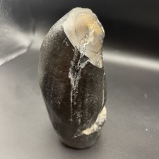 Whale Tooth Fossil Megalodon