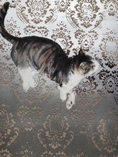 Charming Baker Sorry Print - Number 77 of 125 released 2015