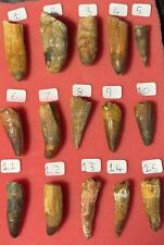 LARGE Different Authentic