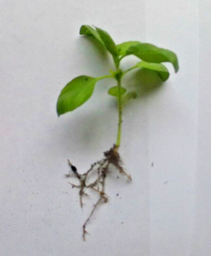 Basil kitchen young plants 2 - young,