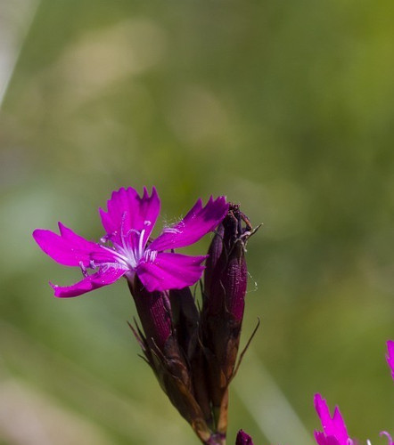 Dianthus carthusianorum - 3, x