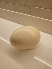 Blown Ostrich Egg UK seller
