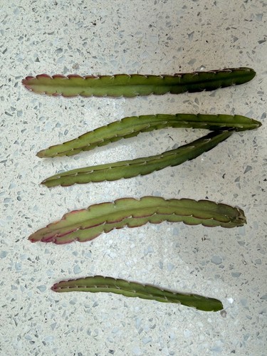 Lepismium cruciforme - 5,