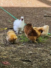 Silkie Bantam Ovals