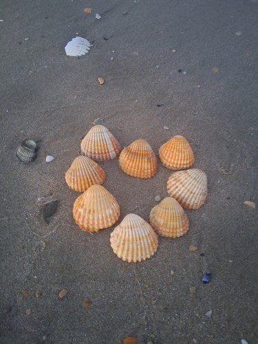 Large cockle clam shells - 6,