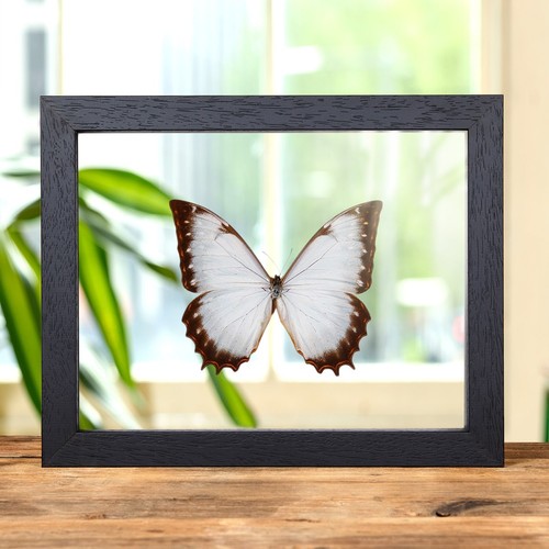 Theseus morpho taxidermy - morpho,