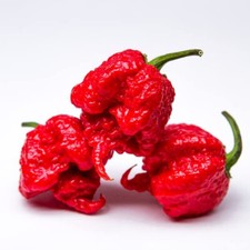 Chilli Plants - 'Carolina