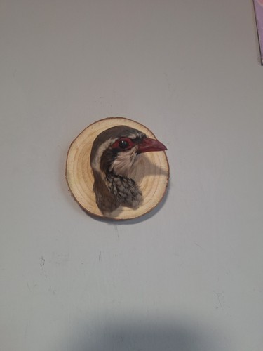 Taxidermy red legged - taxidermy,