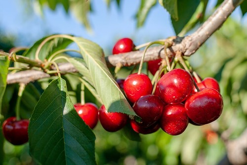 Sweet cherry stella patio - 'stella',