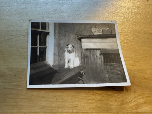 Photo photograph terrier - -, 1