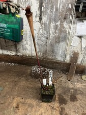 Sarracenia leucophylla L57