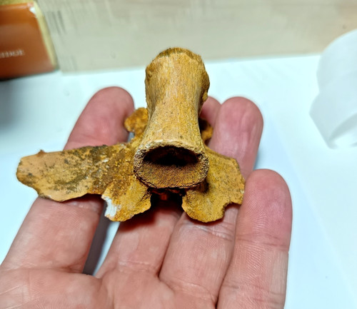 Superb cretaceous fossil - cretaceous, kem