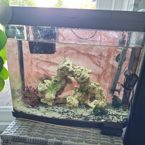 Tropical fish aquarium tank - aquarium,