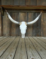 Real Steer Head Cow Skull