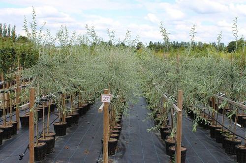Pyrus pendula weeping pear - pyrus,