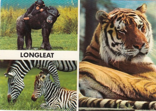 Postcard lions longleat - postcard,