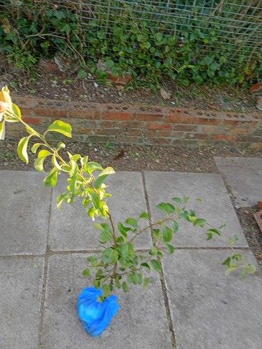 Pear tree - pear,