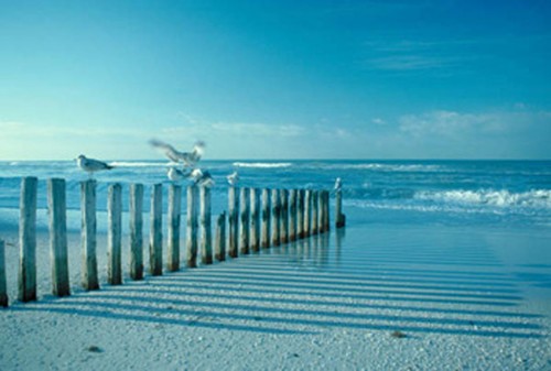 Seagulls beach canvas - on,