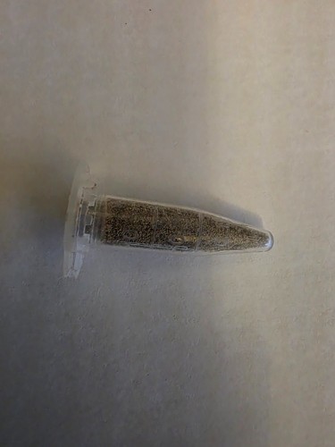 Premium freshwater fairy - premium,