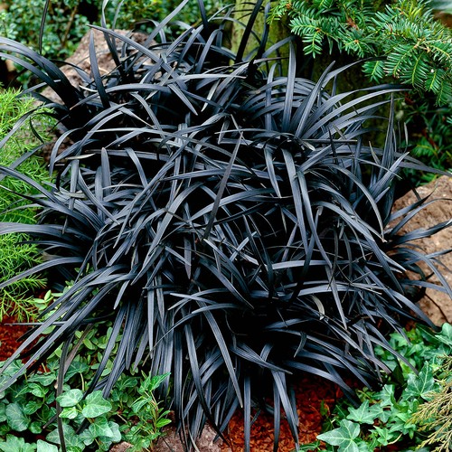 Black dragon glass - x,