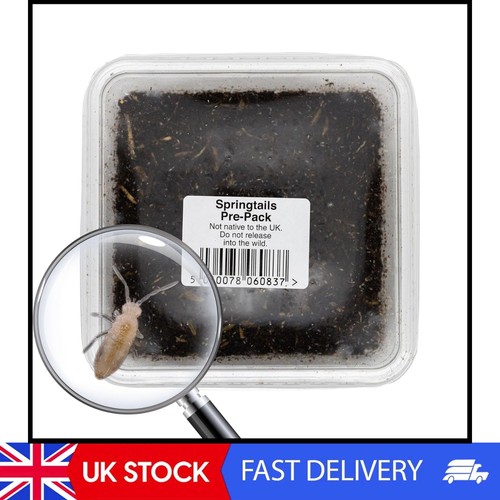 Live springtails tub - springtails,