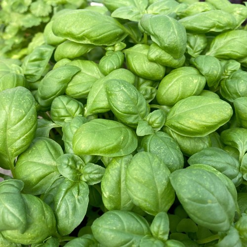 Basil sweet genovese young - basil, genovese"