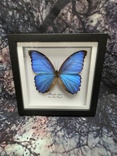 Giant Blue Morpho (Morpho