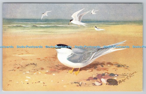 R763050 little tern - little, s
