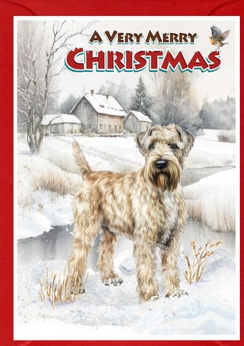 Soft coated wheaten - wheaten, terrier
