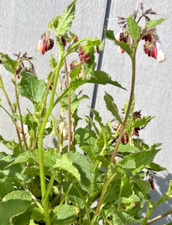 Symphytum 'Hidcote Blue' 1.5 litre pot - Hardy Perennial Flowering Garden Plant