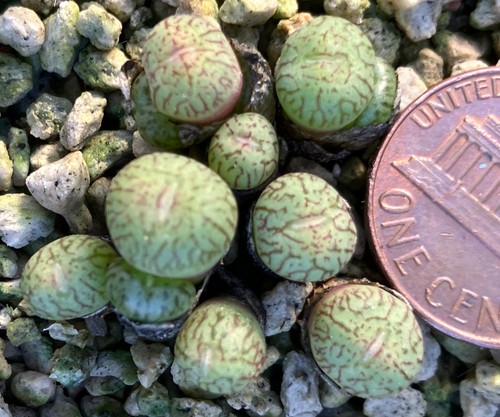 Mesemb plant conophytum - mesemb,