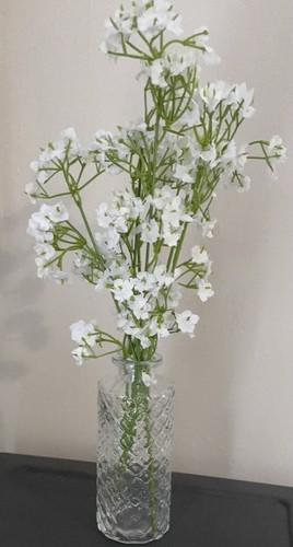 Gypsophila diamond cut - gypsophila,