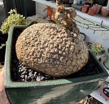 V. Large Stephania suberosa