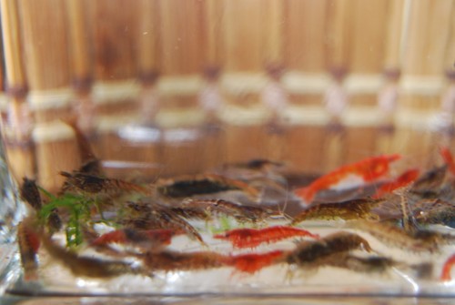 Neocaridina shrimp culls - 25+,