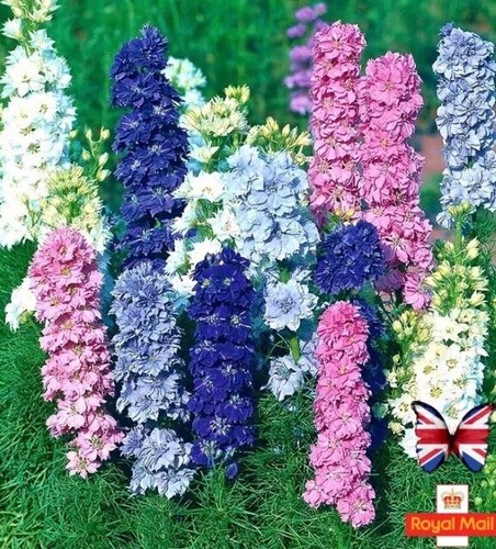 Larkspur 100 seeds consolida - seeds,