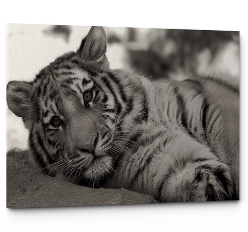 Tiger cub big - tiger, print